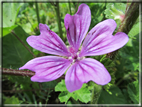 foto Fiori